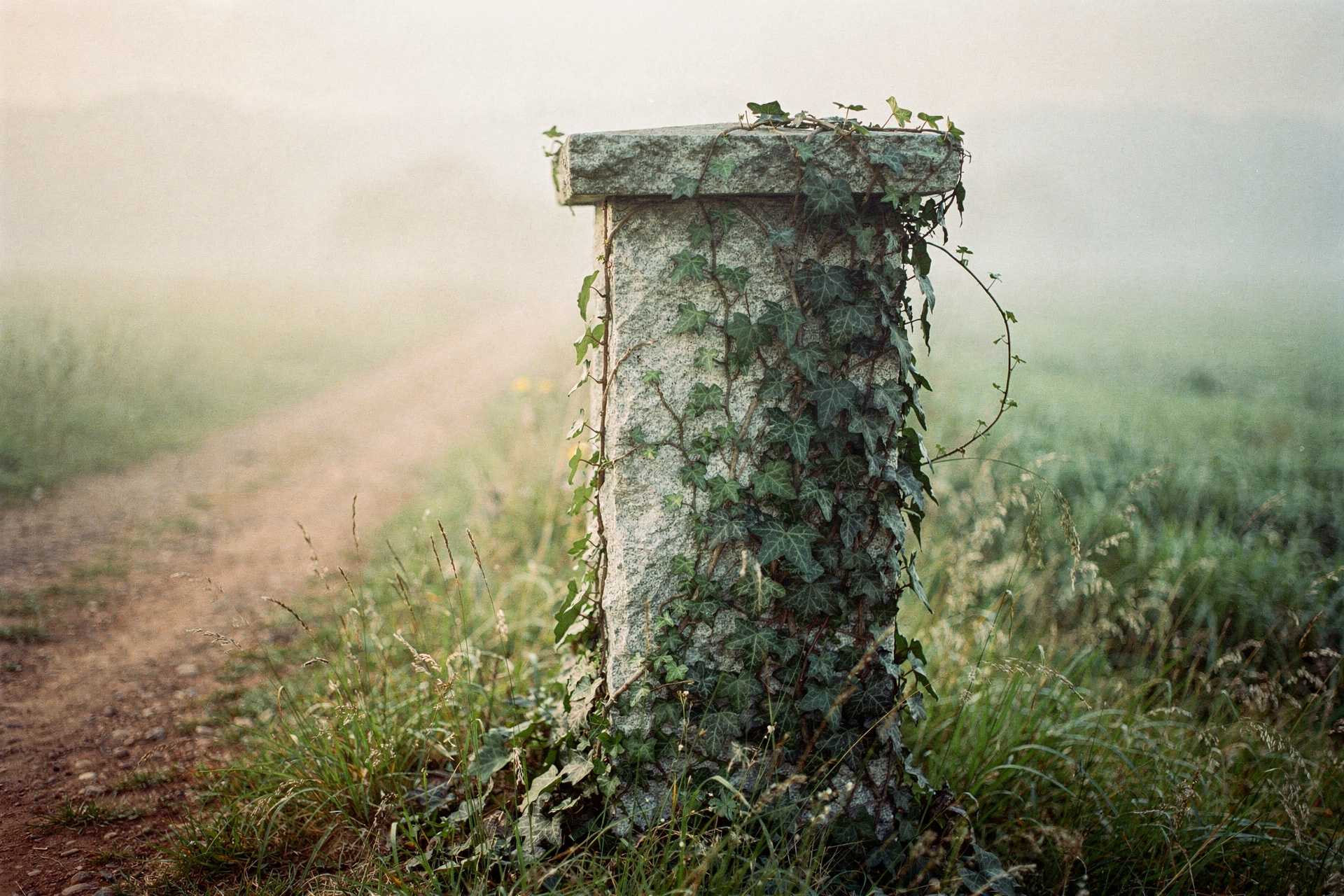 The Pillar and the Ivy